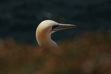 Northern Gannet