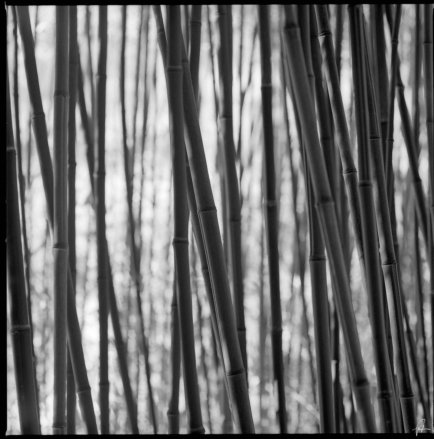 Bamboo