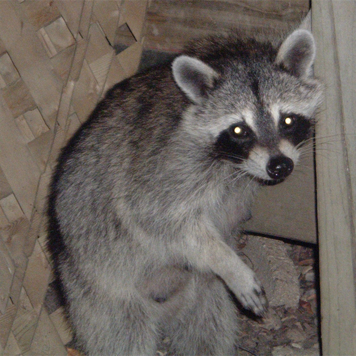 Inquisitive Little Friend