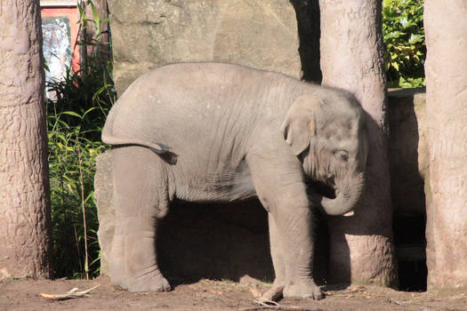 Elephant Infant