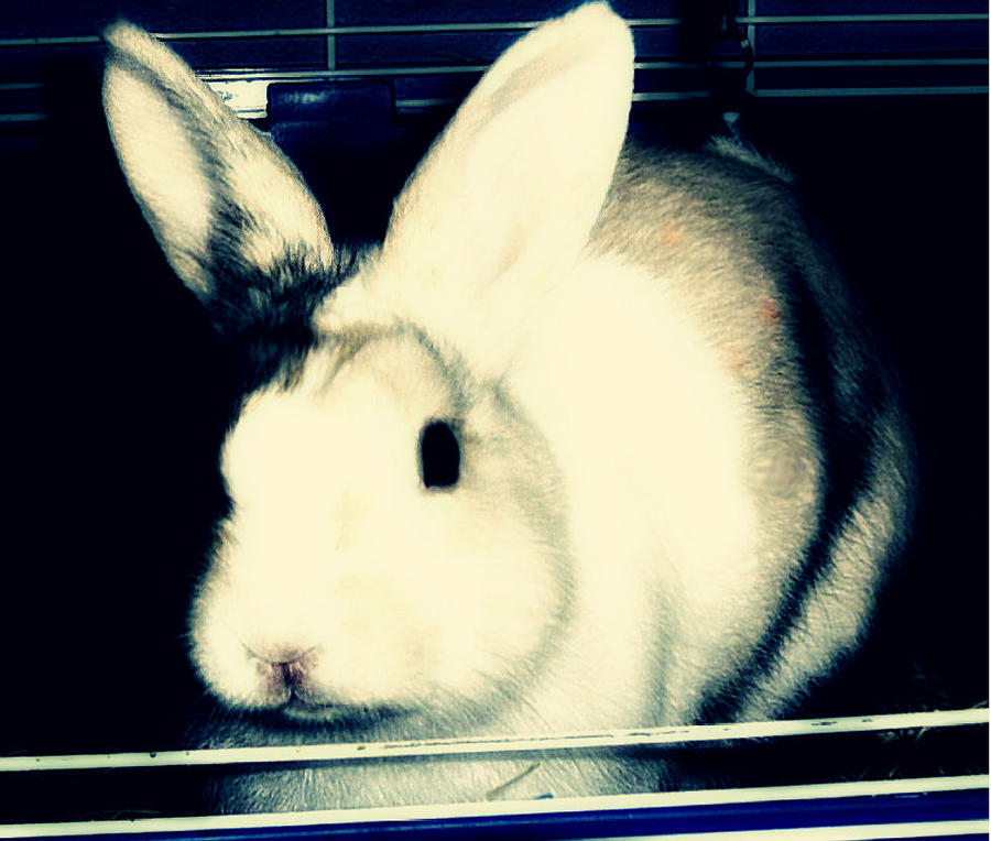 Rocky The Rabbit by BritCeb1996 on DeviantArt