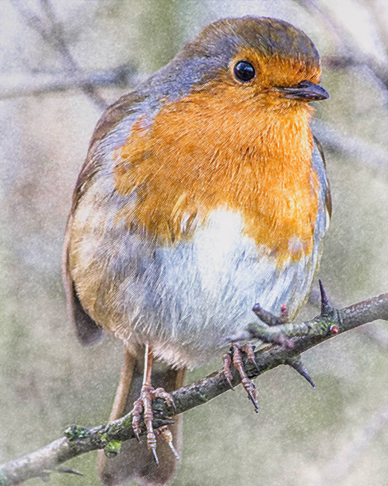 Happy Robin by happymillerman