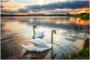 My Favorite Swans