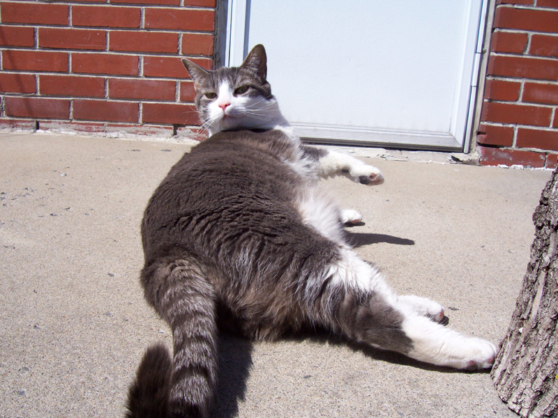 Sunbathing Edward