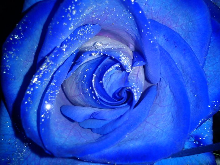 Blue rose...