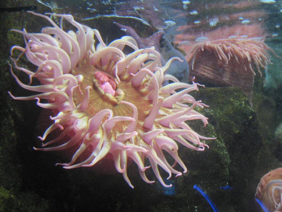 Anemone?