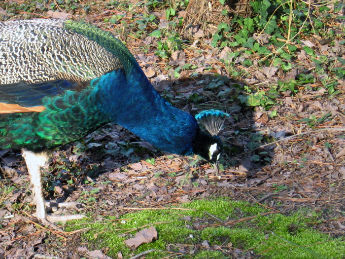 Peacock