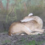 Sleeping Deer