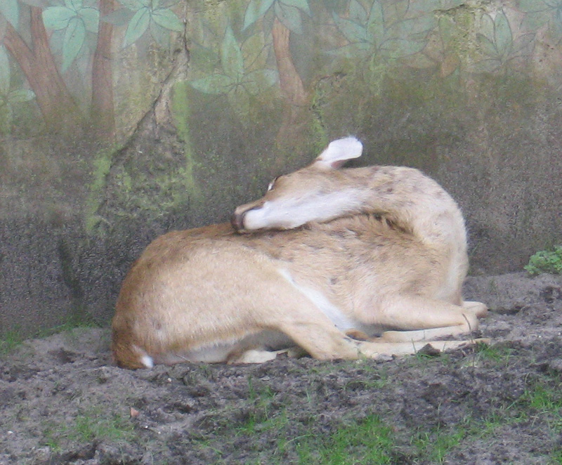 Sleeping Deer