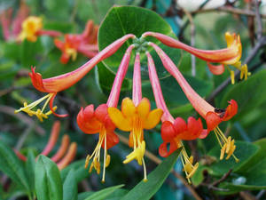 honeysuckle