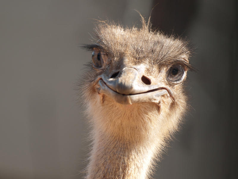 An Ostrich smile