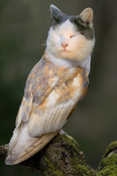 Normal Meowl Meowl II by Uchiha-Evelene18 on DeviantArt