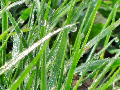 Grass and dew
