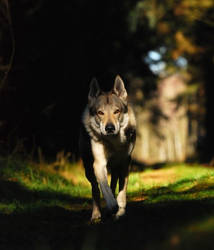 Czechoslovakian wolfdog prowling in the forrest