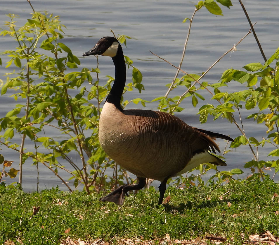 Goose Step by Catherine3678ab on DeviantArt
