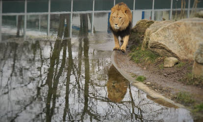 Mirror Lion