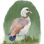 Egyptian Goose