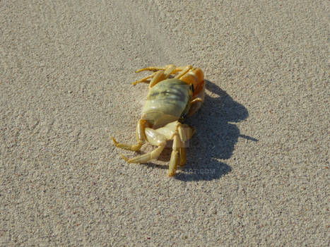 Jurien Bay Crab