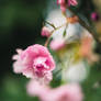 Rose-coloured Spring