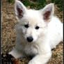 Berger Blanc Suisse II