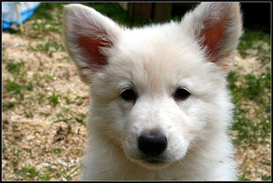 Berger Blanc Suisse III