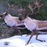 HiveWire Caribou/Reindeer