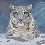 SnowLeopardStudyDA