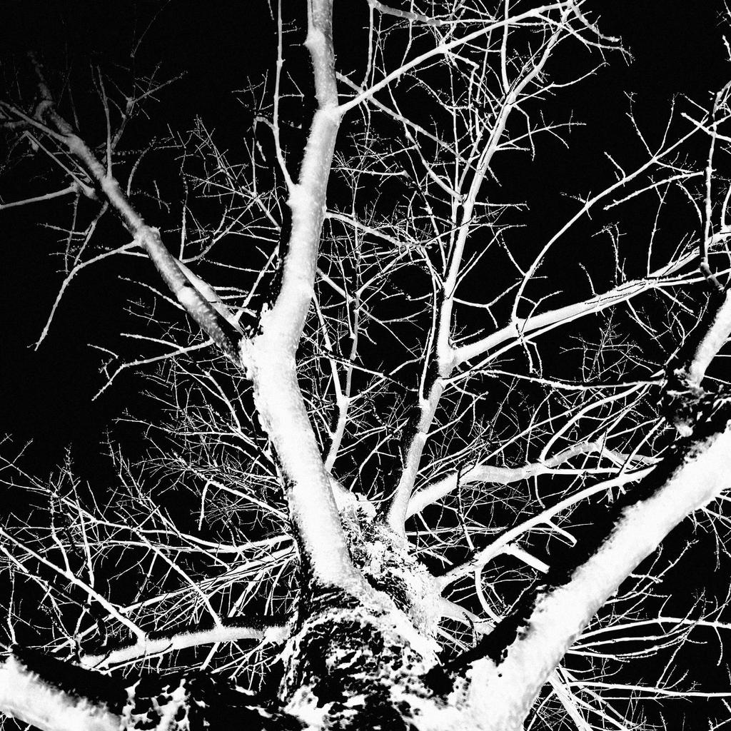 tree photo 22