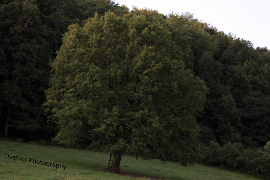 Osten Tree Ol' Tree by OveNor on DeviantArt