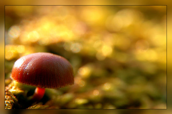 mushroom II