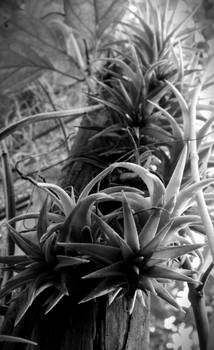 Black and white plants 1/3