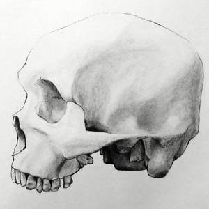 Skull I