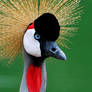 Crowned Crane1