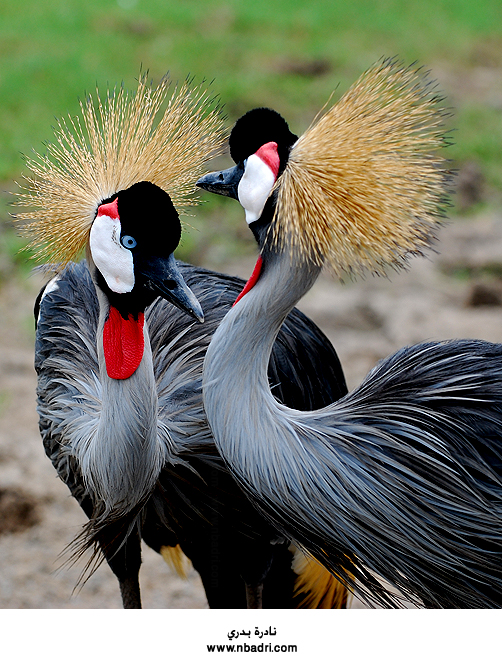 Crowned Crane 3