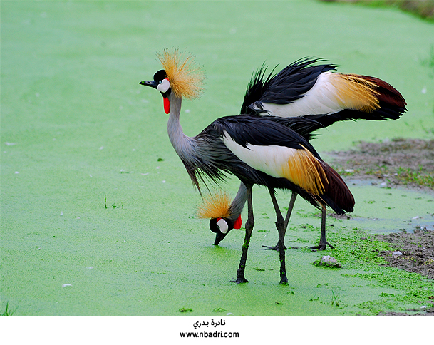 Crowned Crane 4