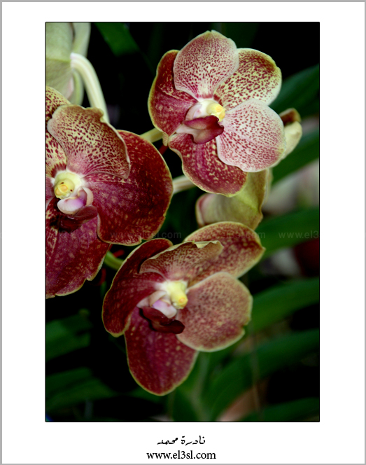 Orchid -5