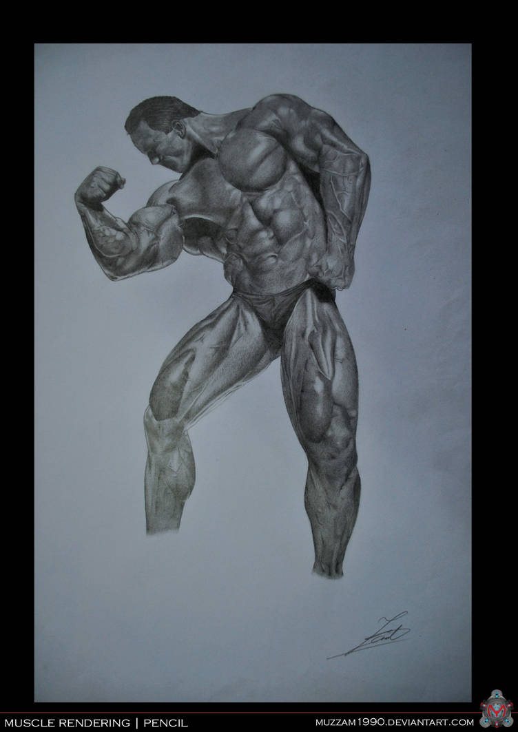 Dynamic Muscle Pencil Muscle Pencil Rendering by muzzam1990 on DeviantArt