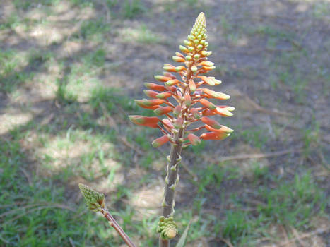 Aloe Vera Flower