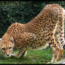Cheetah doing some yoga