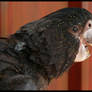 Black cockatoo