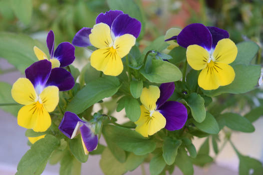 Viola Bicolor