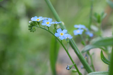 Azzurro