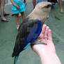 Blue Bellied Roller Sitting on my Hand