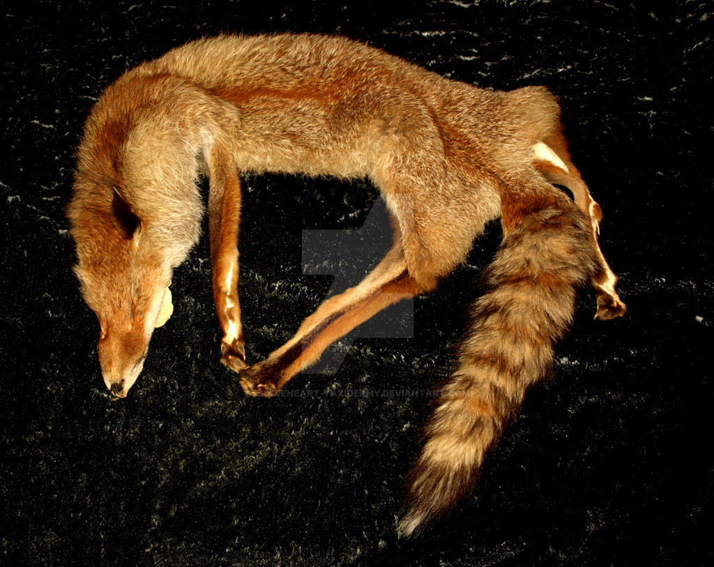 Dark German wild red fox