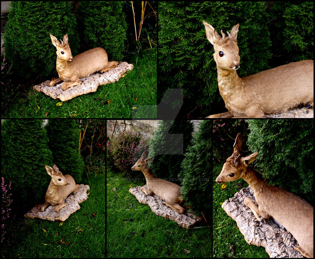 Roe deer buck - SOLD