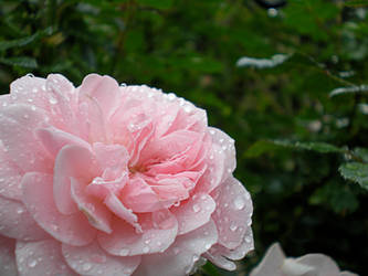 Pink Rose (Re-touched)