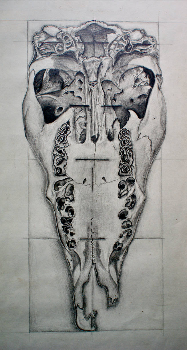 Untitled (Cow Skull)