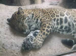 Sleeping Jaguar anybody? by Jora1616