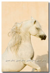 Arabian Horse