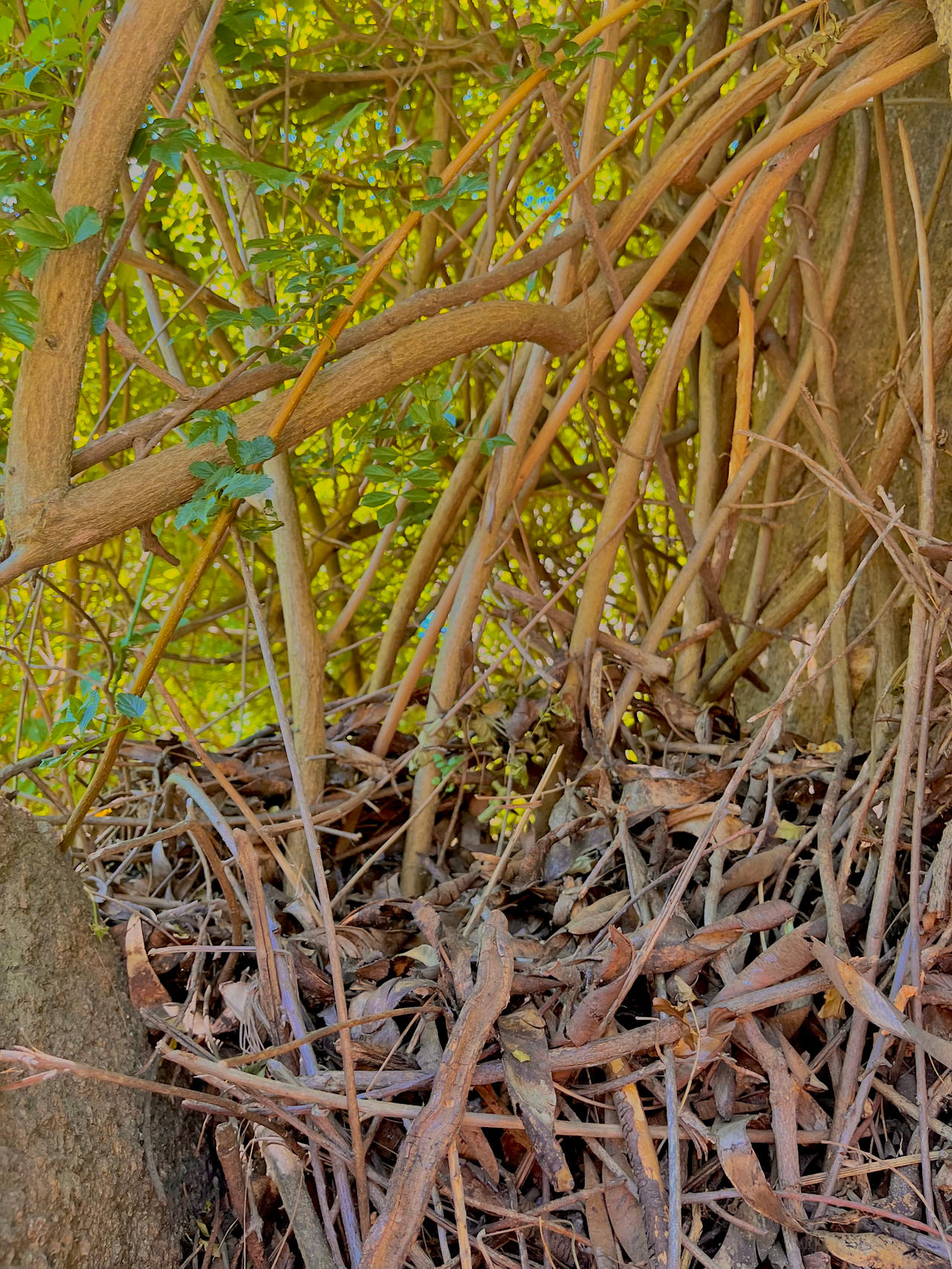 Tangled Roots in Foliage by SnickerDoge on DeviantArt